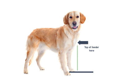 https://petsstop.com/cdn/shop/files/Pets_Stop_How_Do_You_Measure_Dog_for_Elevated_Dog_Bowl_Size_400x.jpg?v=1613560693